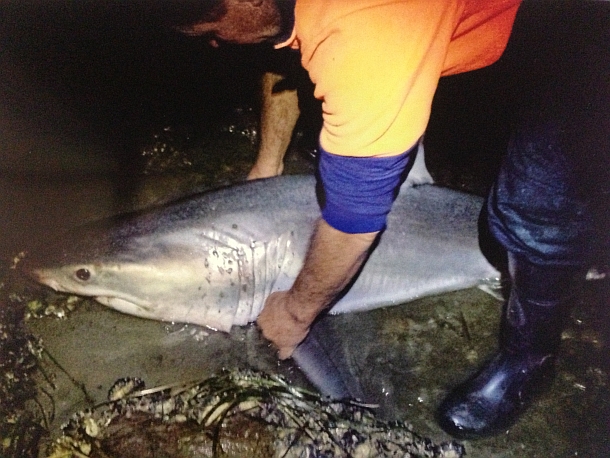 Great white lives to bite another day